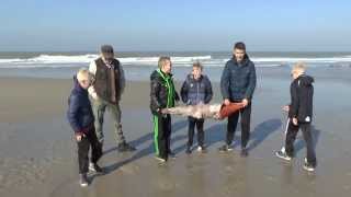 Grote Schelp op strand Callantsoog Mega Strandvondst [upl. by Nonnah]