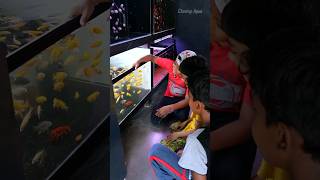 நம்ம கடைல நடந்த சம்பவம் 😨 cleaquarium cloningaqua fish fishtank fishbowl [upl. by Annel]