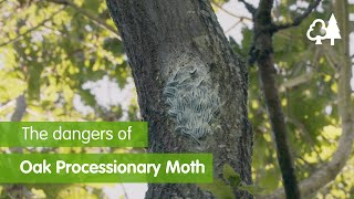 The Dangers of Oak Processionary Moth OPM [upl. by Nosaes]