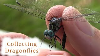 How to Collect Dragonflies [upl. by Gratiana]