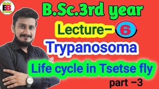 Life cycle of Trypanosoma  life cycle of Trypanosoma in tse tse fly  BSc3rd year zoology [upl. by Akimert]