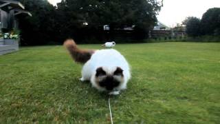 Crazy Fluffy birman Cats [upl. by Naomi]