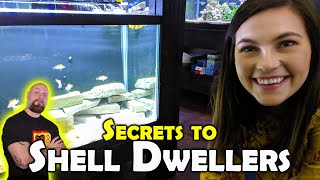 His SECRETS to Breeding Shell Dwellers  50 Gallon Lowboy Setup [upl. by Dory]