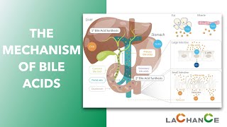 The Mechanism of Bile Acid Action I Bile acids have effect on emulsification digestion absorption [upl. by Jona]