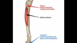 Two Minutes of Anatomy Tibialis Anterior [upl. by Irrek421]