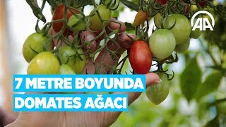 7 metre boyunda domates ağacı [upl. by Cruz]