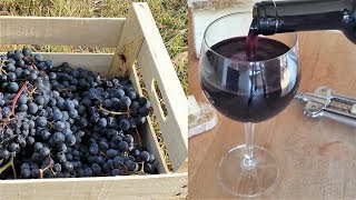 Homemade Italian Wine  How to make wine at home from grapes without yeast and sugar [upl. by Yelsehc]