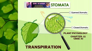 TRANSPIRATION  Plant Physiology  UNIT 4  Transport in Plant  Chapter 11  NEET [upl. by Lenard313]