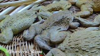 Frog Recipe  Fried Frog With Lotus Rhizome In River Eating Delicious [upl. by Nywg]