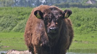 BuitenGewoon 29 juni 2019  Loowaard en Rijnstrangen [upl. by Ttezil199]