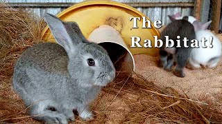 Building our Rabbit Colony  From cage to kindness  Free Range Homestead Ep 55 [upl. by Keyser456]