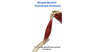 Uncover The Secrets Of The Biceps Brachii Functional Anatomy Explained [upl. by Colligan]