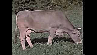 Leben und Arbeit in der Landwirtschaft ca 1958 [upl. by Elly]