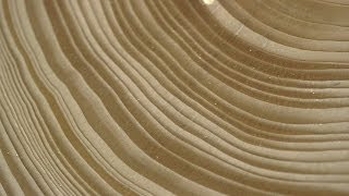 Tree Stories How Tree Rings Reveal Extreme Weather Cycles [upl. by Tully122]