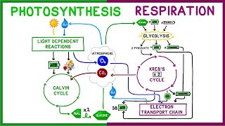 Photosynthesis vs Cellular Respiration Comparison [upl. by Ennobe]