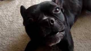 Dax the French Bulldog Sings the Blues [upl. by Langham]