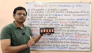 Endocrine Gland Part 19 Parathormone  Hormones Regulating Calcium Level  Endocrinology [upl. by Rapp]