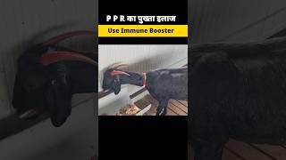 PPR Treatment Goat मुख्य फंडा ramawatgoatcare [upl. by Sinnard230]