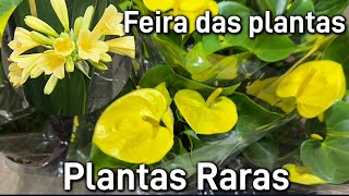 Feira da Madrugada Plantas a partir R400 ATUALIZADO [upl. by Adrial153]