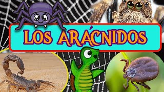 🕷️🦂 LOS ARÁCNIDOS y sus características 🦂🕷️ Videos educativos para niños  Aprende con Tortuguina 🐢 [upl. by Adiaz]