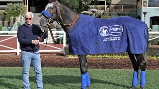 Arrogate  2016 LONGINES Worlds Best Racehorse [upl. by Zabrine]