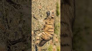 Aardwolf Proteles cristata  Observed in Description [upl. by Mis]