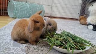 CUTE BUNNIES  SŁODKIE maluszki mini lop rozbrykane króliczki domowa hodowla LOVELYLOPSPOLAND [upl. by Ruamaj978]