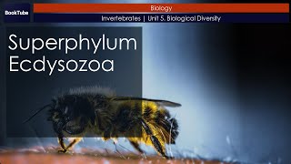 Superphylum Ecdysozoa  Invertebrates  Unit 5 Biological Diversity [upl. by Onileba27]