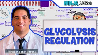 Metabolism  Regulation of Glycolysis [upl. by Prentice]