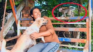 smart monkey Amo try to protect mom from dog [upl. by Madlin753]