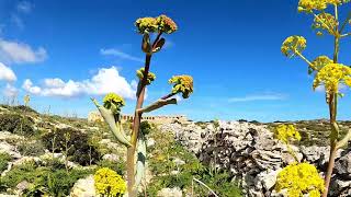 Relax with nature  A walk amongst wild flowers on Comino Island Malta [upl. by Cho]