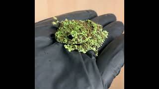 Unveiling Natures Masterpiece The Vietnamese Mossy Frog [upl. by Hgeilyak]