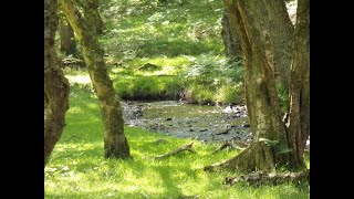 Bicknoller Circular Hike Part VII The Hodders Combe Fords amp Ponies by Sheila May 20th 2024 [upl. by Edrei14]