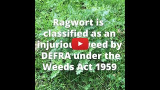 The Quick Guide for Dealing with Ragwort [upl. by Kahle782]