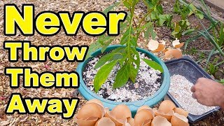 Never Throw Away Eggshells Again  Amazing Gardening Hacks [upl. by Ennaeed]