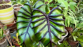 Emergency repot for my colocasia pharaoh’s mask plantcollection houseplantcollection colocasia [upl. by Anneirb197]