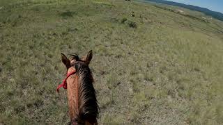 Coyote Encounter Horseback  GoPro [upl. by Concettina]