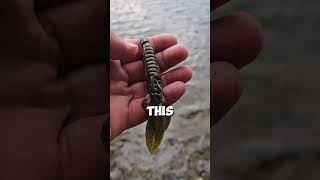 top 3 fall bass fishing lures bassfishing fishing fallbassfishing bassfishinglures topwater [upl. by Pearl830]