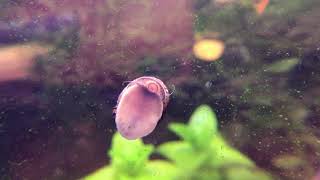 Nerite Snail Destroys Green Spot Algae [upl. by Hsizan]