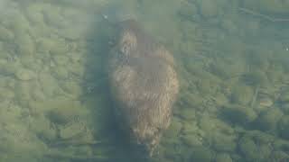 slow diving beaver langsam tauchender Biber [upl. by Daraj]