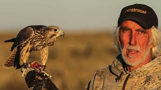 The tiercel gyrperegrine Produced by Steve Chindgren [upl. by Shelba]