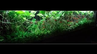 380G Heavily Planted Tank [upl. by Ahsiryt]