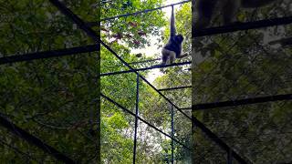 Gibbon smart on garden tamao montain shortvideo shortsfeed shorts viralvideo viralshort animal [upl. by Vasilek]