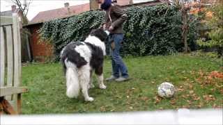 Trick training with Landseer ECT Indra [upl. by Ariahay259]