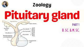 Pituitary gland Part 1  B Sc amp M Sc  Zoology [upl. by Rehsa]