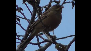 Садовая овсянка Ortolan Bunting лат Emberiza hortulana [upl. by Alver]