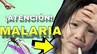 MALARIA PALUDISMO🦟 Fisiopatología Síntomas Diagnóstico y Tratamiento🤯 [upl. by Apostles]