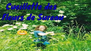 Recette de Sirop de fleur de sureau maison  750g [upl. by Gardia]