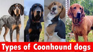 6 Types of Coonhound dog breeds  Types of Coonhound dogs [upl. by Aillij]