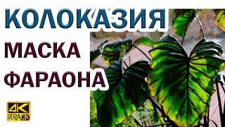 Колоказия Маска Фараона Colocasia Pharaoh’s Mask в нашем зимнем саду  отличие от алоказии [upl. by Cayser]